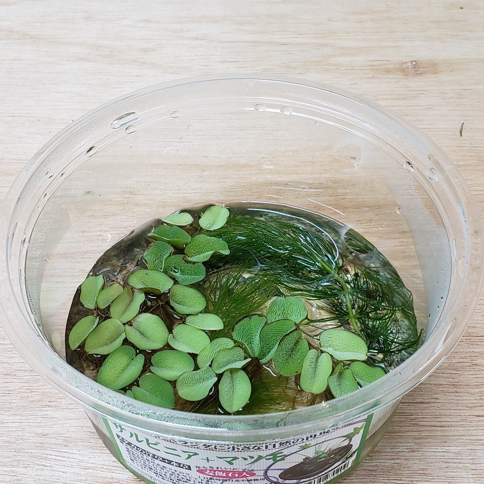 水草 マツモ