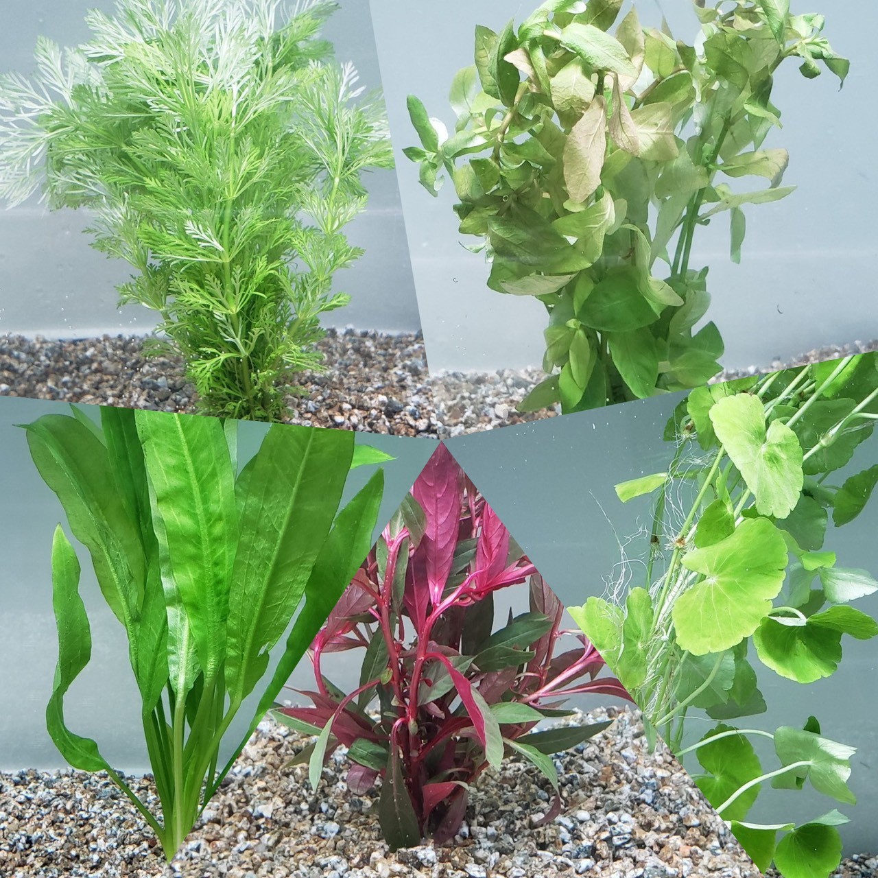 お任せ輸入水草鉛巻き ソネケミファ取扱店様専用shop お任せ輸入水草鉛巻き ソネケミファ取扱店様専用shop