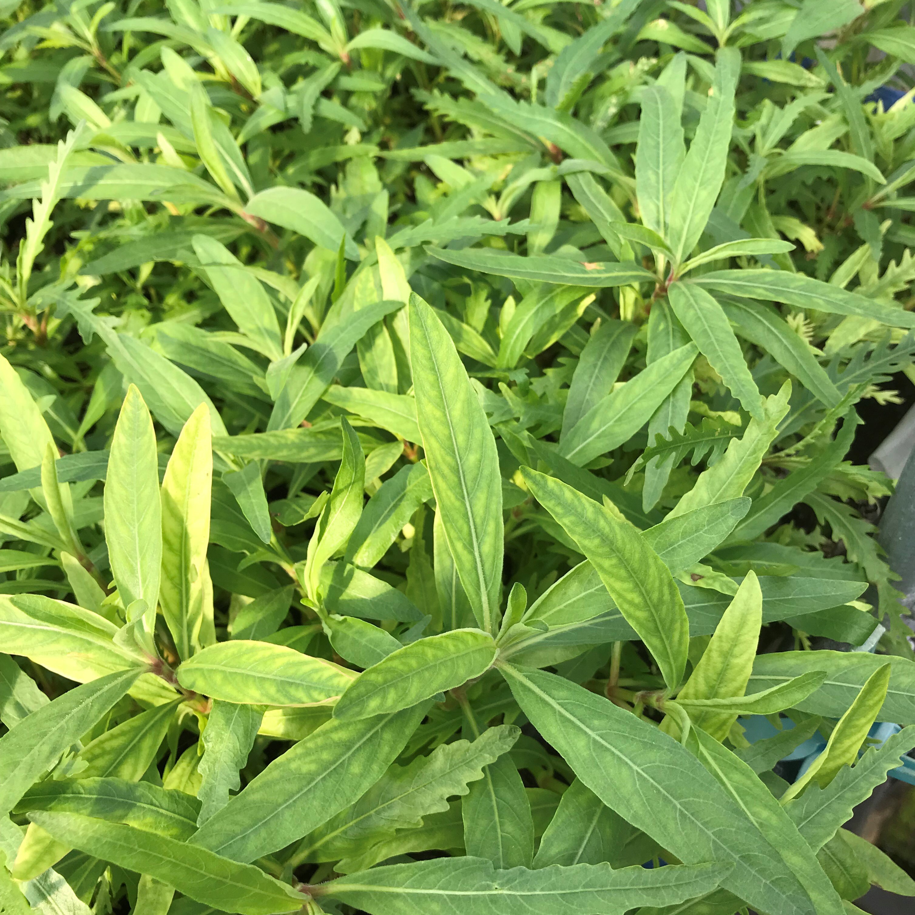 国産水草 ソネケミファ取扱店様専用ｓｈｏｐ