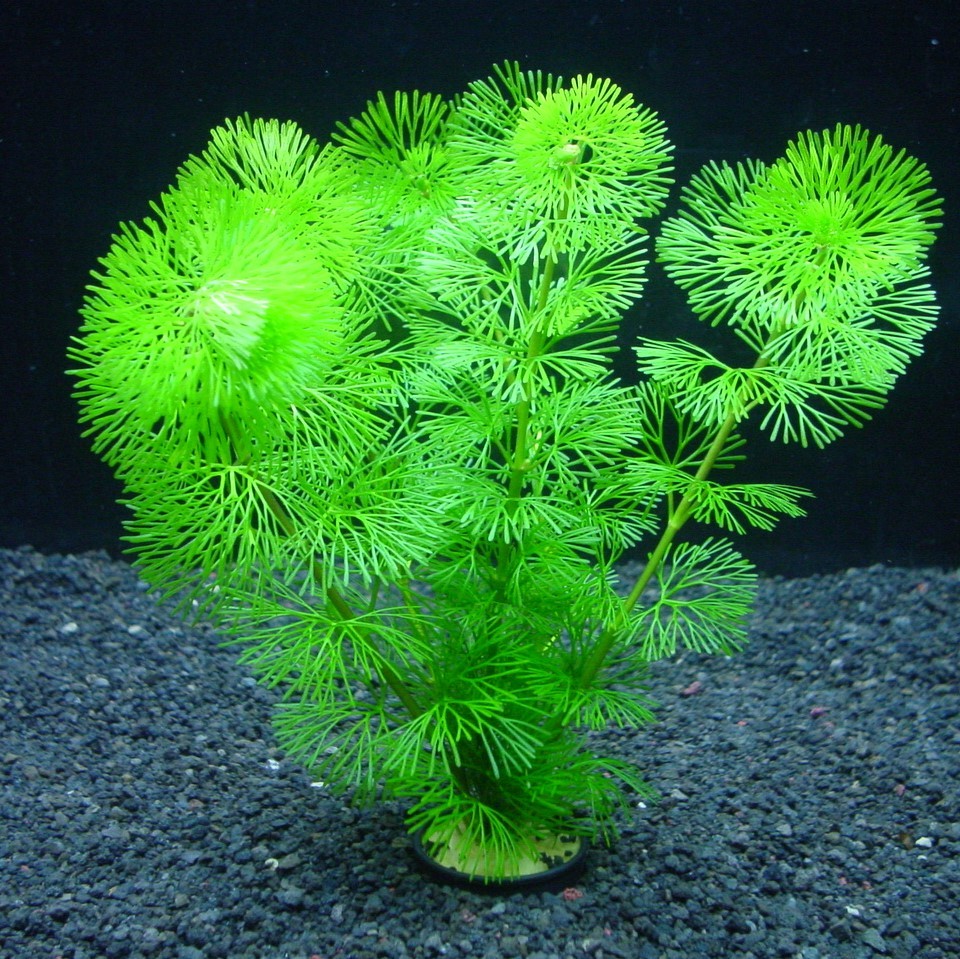 国産 カボンバ ソネケミファ取扱店様専用ｓｈｏｐ