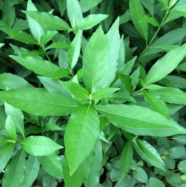 商品一覧 ソネケミファ取扱店様専用ｓｈｏｐ