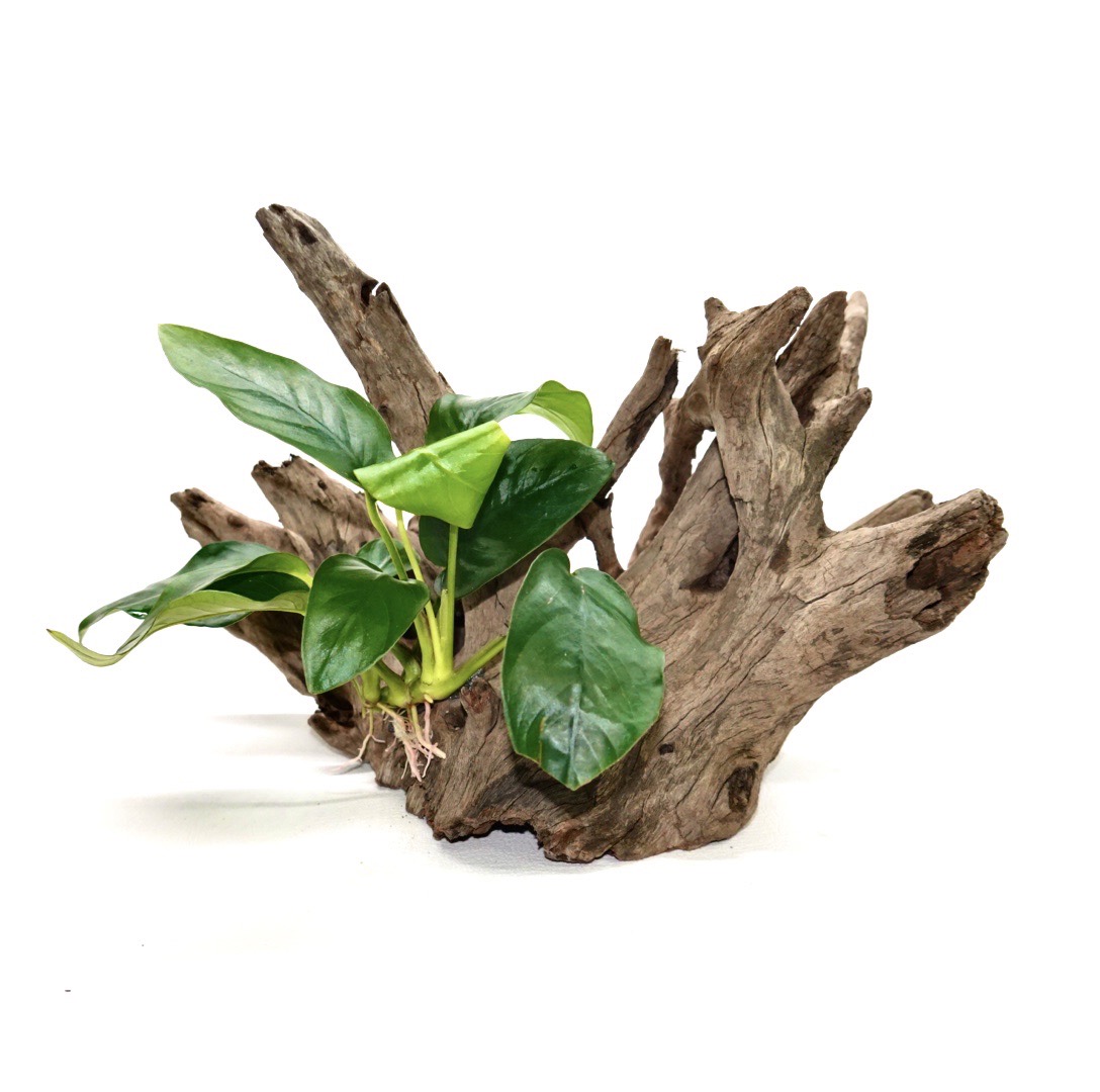 新流木シリーズ ソネケミファ取扱店様専用ｓｈｏｐ