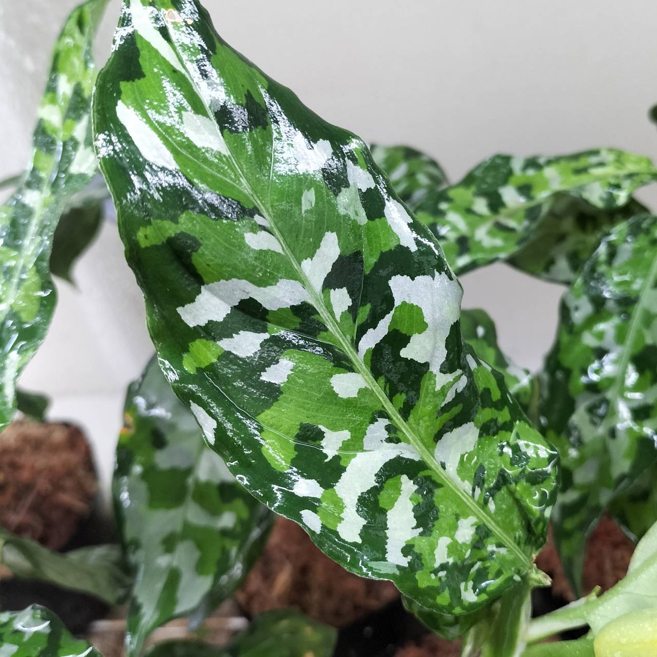アグラオネマ ピクタム トリカラー 四色 - 植物/観葉植物