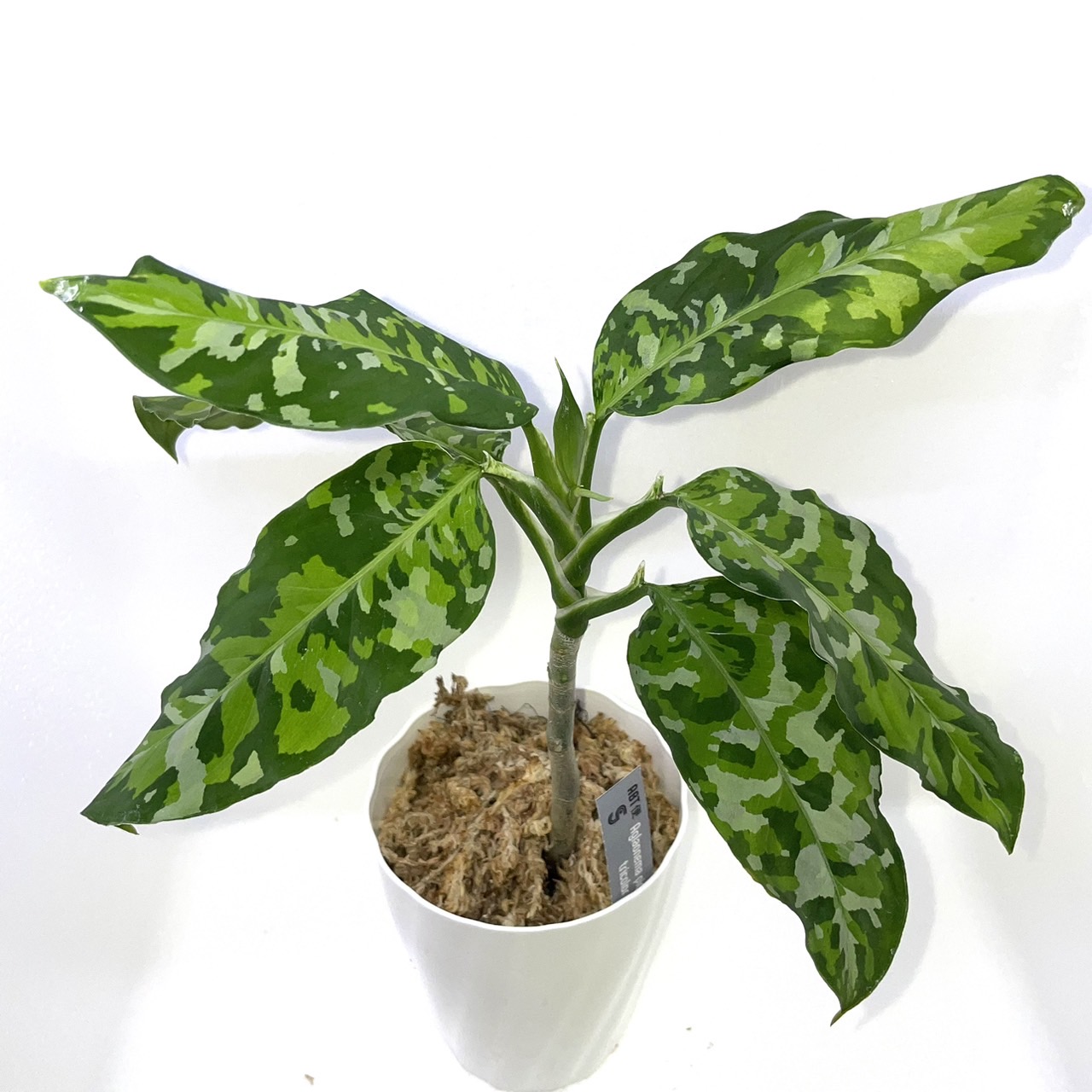 アグラオネマ・ピクタム・トリカラー2株 観葉植物